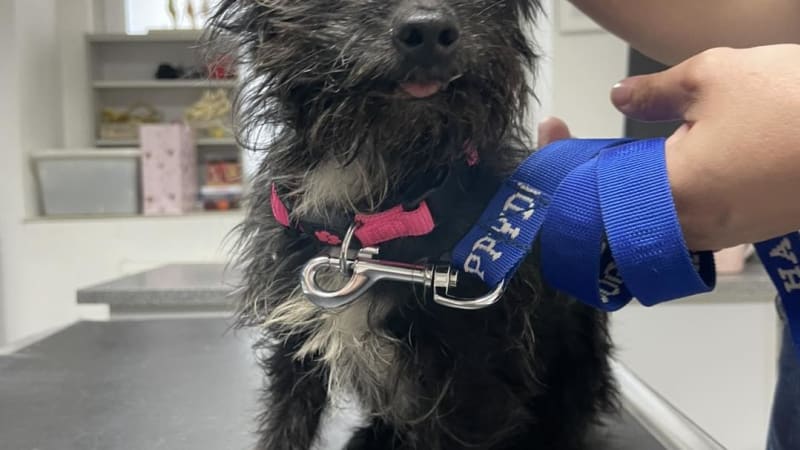 Příběh Knoflíčka aneb Když má lidské dno ještě sklep