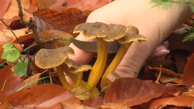 Slizák, liška nálevkovitá či václavka. Podzimní houby překvapí výbornou chutí. Kde je najdete?