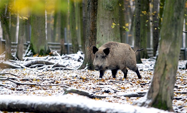 Maturitní ples s chudou tombolou. Někdo z ní ukradl 170 kilogramů zvěřiny