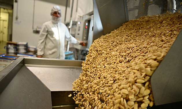 Francouzští farmáři oživují pěstování mandlí. A vzkřísili i tradiční cukrovinku