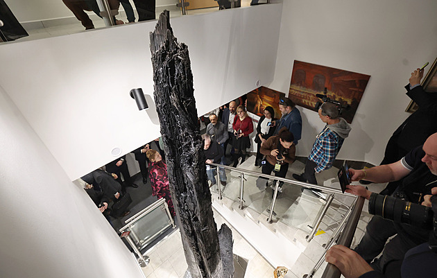 Starší než pyramidy. Unikátní kmen se z japonského Expa vrátil na severní Moravu