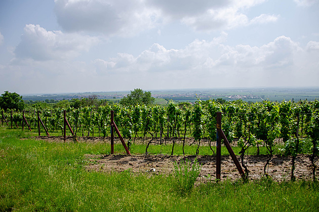Vinařství mění strategii, přibývá odolných odrůd. Nejrozšířenější je Pálava a Merlot