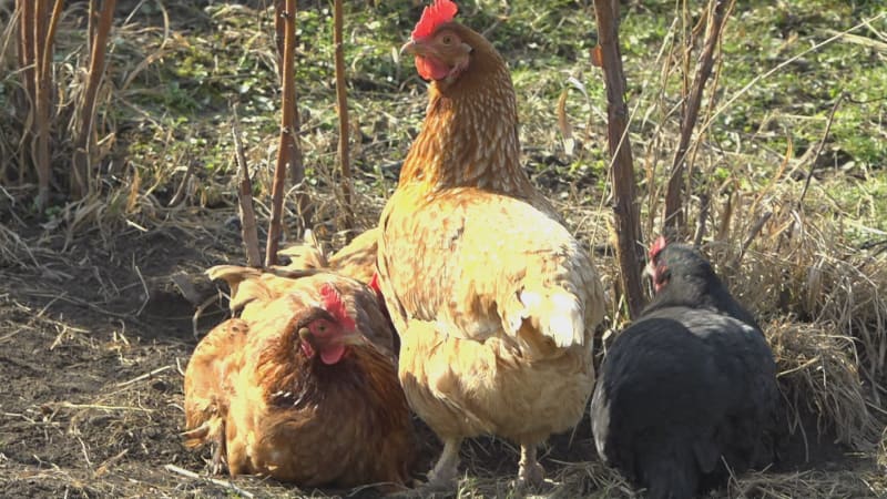 Drahá vejce? Češi shánějí kurníky, slepice chovají i v paneláku. Expert uvedl, kolik ušetří