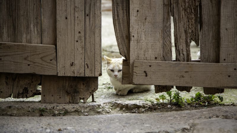 Otřesný případ týrání koček v Teplicích: Mrtvoly majitelka cpala do mrazáku, policie ji zadržela