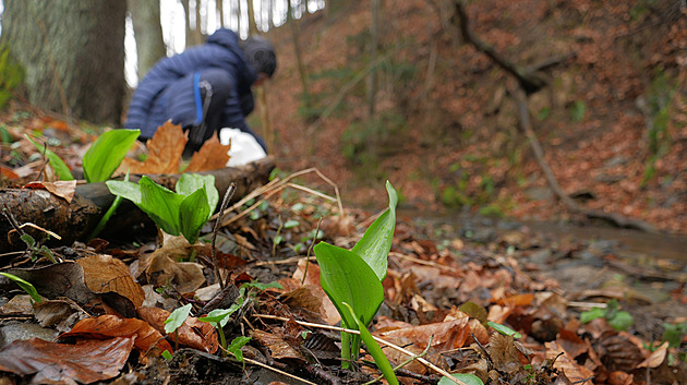 Jarní elixír i pochoutka už plní lesy. Sběrači vyrážejí za medvědím česnekem